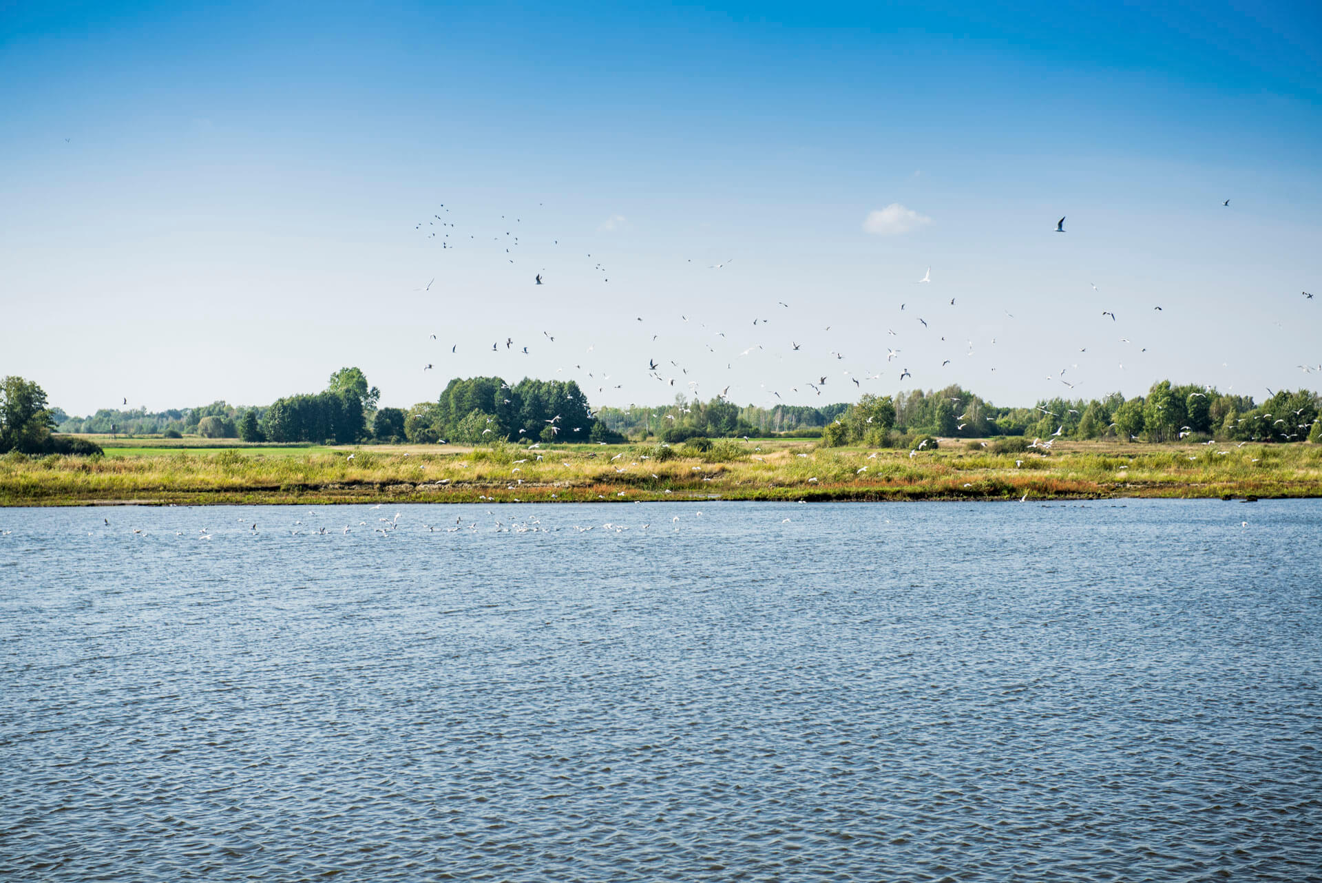 Wokas, Zakład, Stoczek